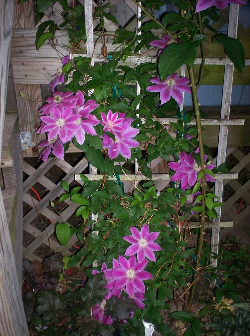 Photo of Clematis 'Dr. Ruppel' uploaded by Carolyn22