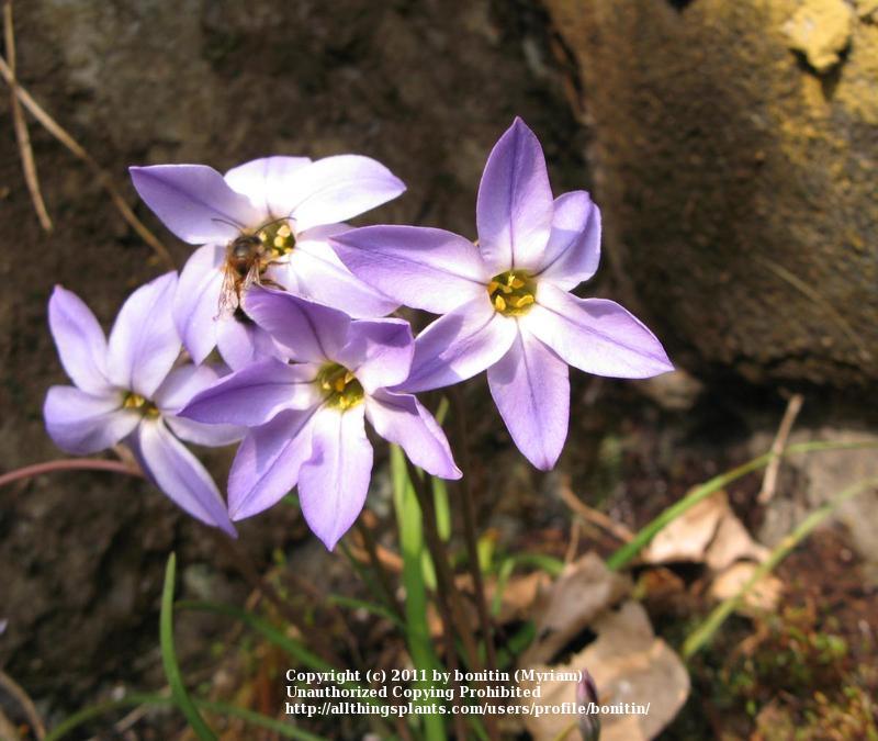 Photo of Spring Starflower (Ipheion uniflorum 'Wisley Blue') uploaded by bonitin