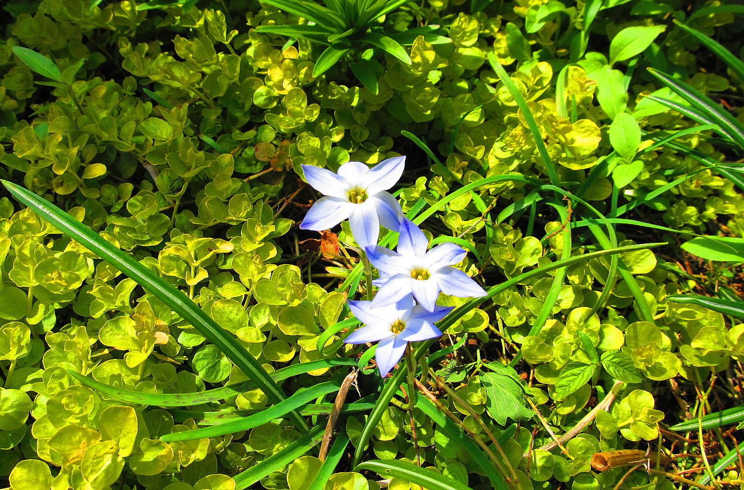 Photo of Spring Starflower (Ipheion uniflorum 'Wisley Blue') uploaded by jmorth