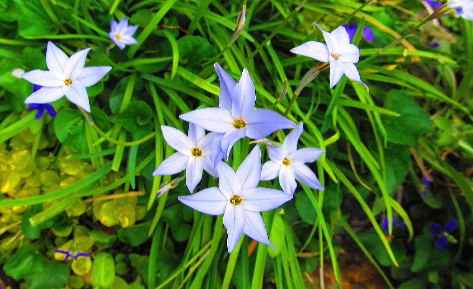 Photo of Spring Starflower (Ipheion uniflorum 'Wisley Blue') uploaded by jmorth