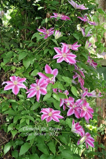 Photo of Clematis 'Dr. Ruppel' uploaded by Calif_Sue