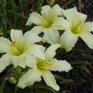 Photo Courtesy of Earlybird Daylilies. Used with Permission.