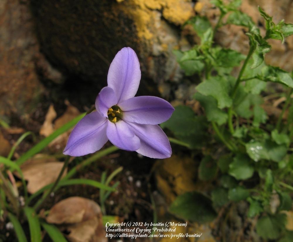 Photo of Spring Starflower (Ipheion uniflorum 'Wisley Blue') uploaded by bonitin