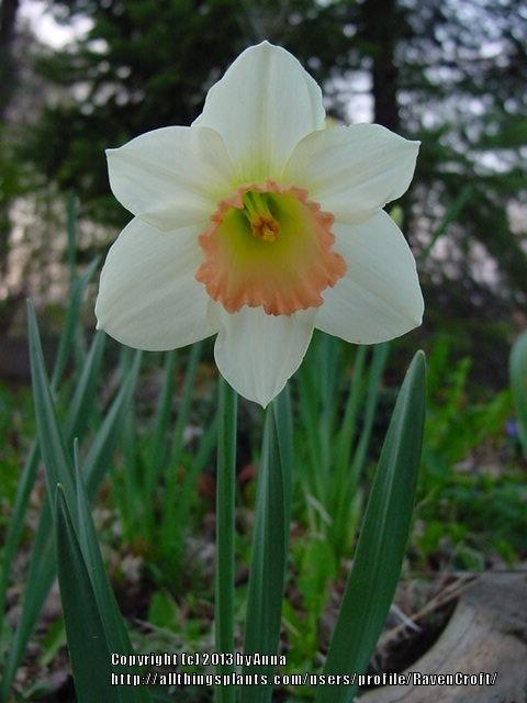 Photo of Large-cupped Daffodil (Narcissus 'Tangent') uploaded by RavenCroft