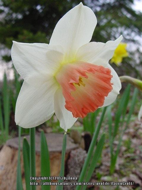 Photo of Large-cupped Daffodil (Narcissus 'Tangent') uploaded by RavenCroft