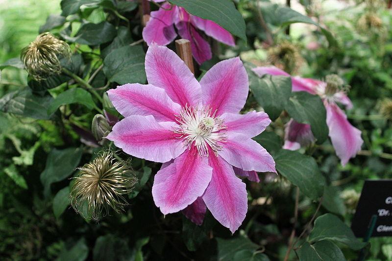Photo of Clematis 'Dr. Ruppel' uploaded by robertduval14