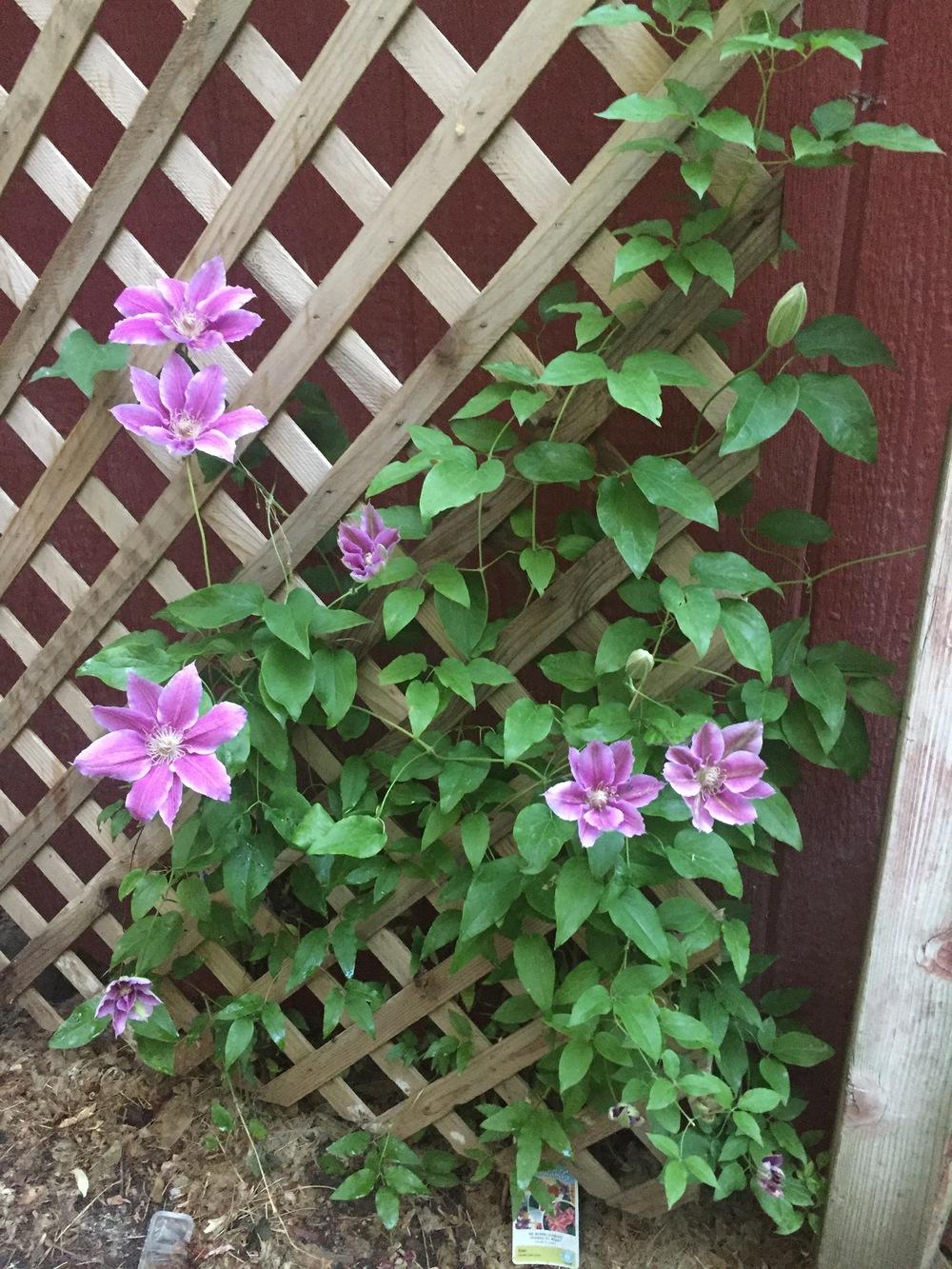 Photo of Clematis 'Dr. Ruppel' uploaded by SpringGreenThumb