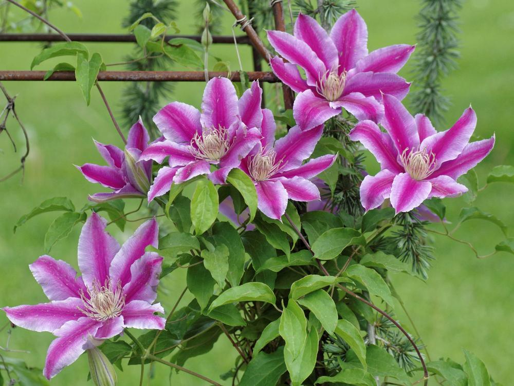 Photo of Clematis 'Dr. Ruppel' uploaded by dirtdorphins