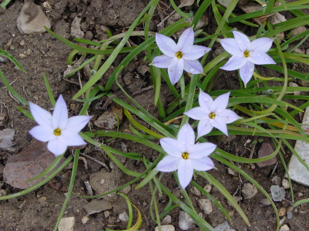 Photo of Spring Starflower (Ipheion uniflorum 'Wisley Blue') uploaded by MaryDurtschi