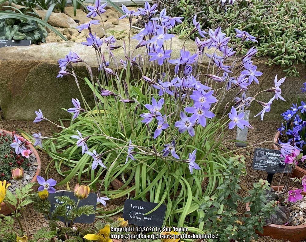 Photo of Spring Starflower (Ipheion uniflorum 'Wisley Blue') uploaded by kniphofia