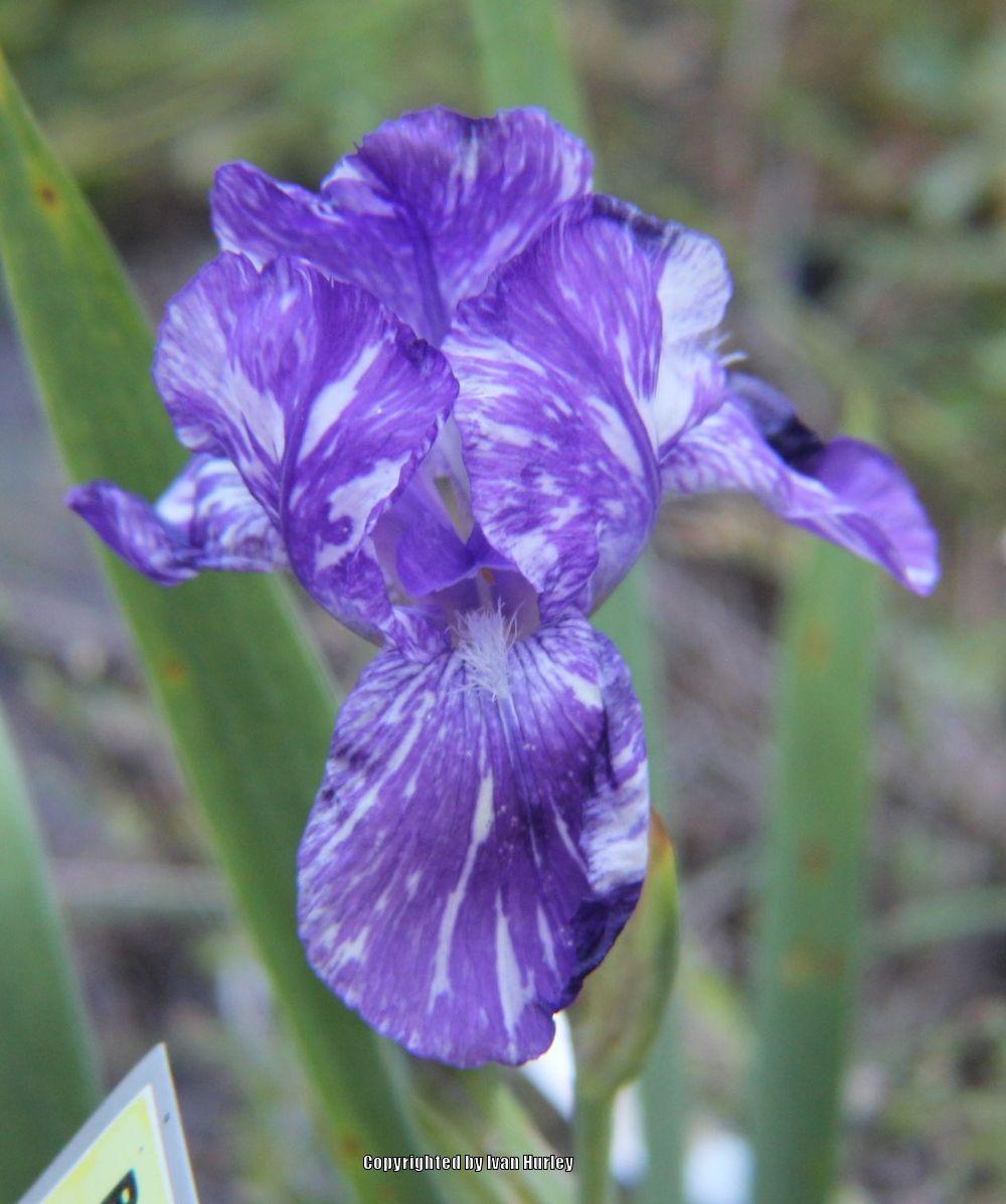 Photo of Intermediate Bearded Iris (Iris 'Blueberry Filly') uploaded by Ivan_N_Tx