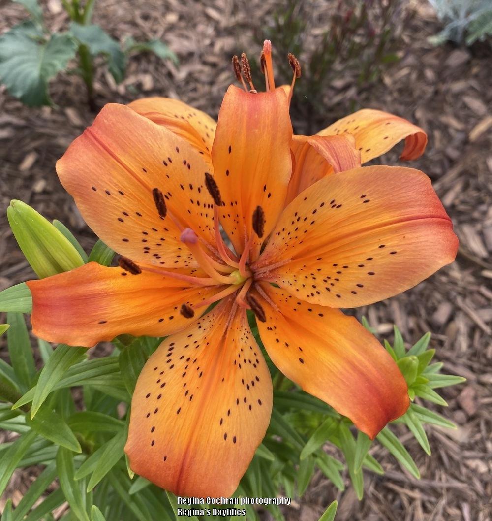 Photo of Lily (Lilium 'Prairie Harlequin') uploaded by scflowers