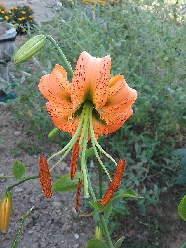 Photo of Henry's Lily (Lilium henryi) uploaded by Lucius93