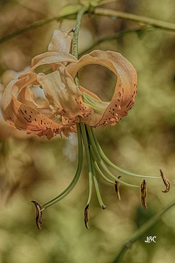 Photo of Henry's Lily (Lilium henryi) uploaded by jbcphotos