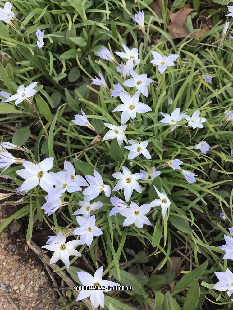 Photo of Spring Starflower (Ipheion uniflorum 'Wisley Blue') uploaded by sedumzz