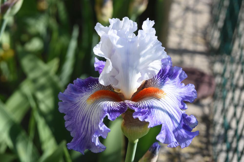 Photo of Tall Bearded Iris (Iris 'Guardian's Fire') uploaded by cliftoncat
