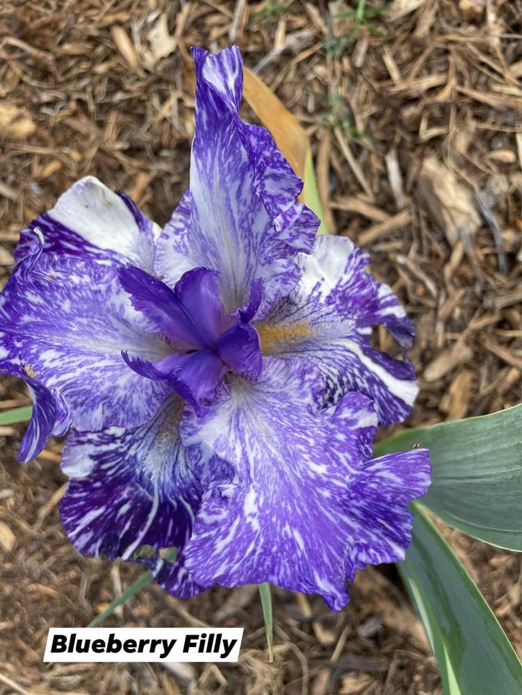 Photo of Intermediate Bearded Iris (Iris 'Blueberry Filly') uploaded by Bloomerrang