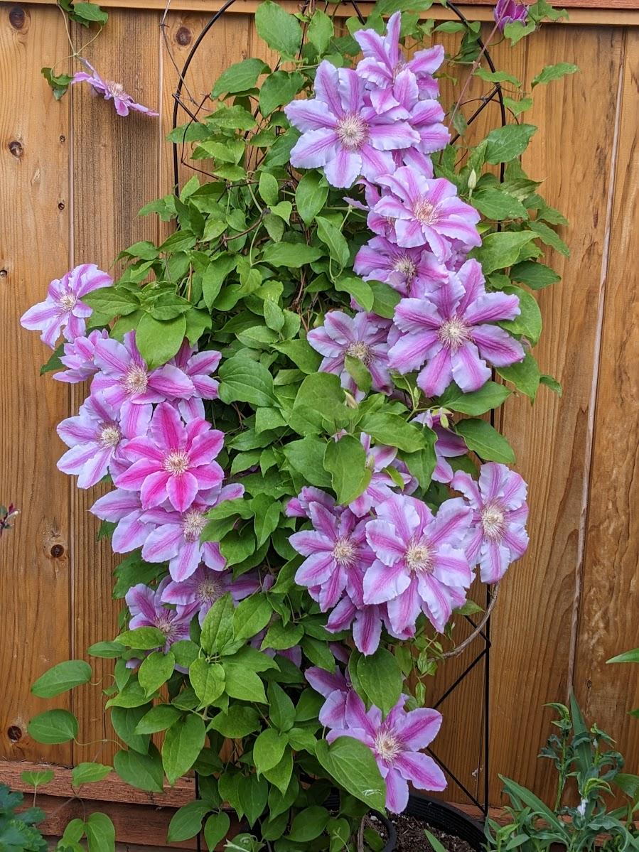 Photo of Clematis 'Dr. Ruppel' uploaded by Joy