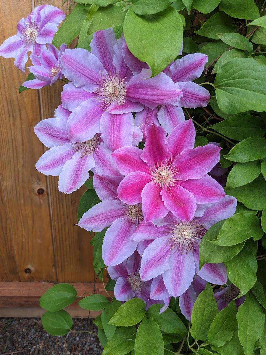Photo of Clematis 'Dr. Ruppel' uploaded by Joy