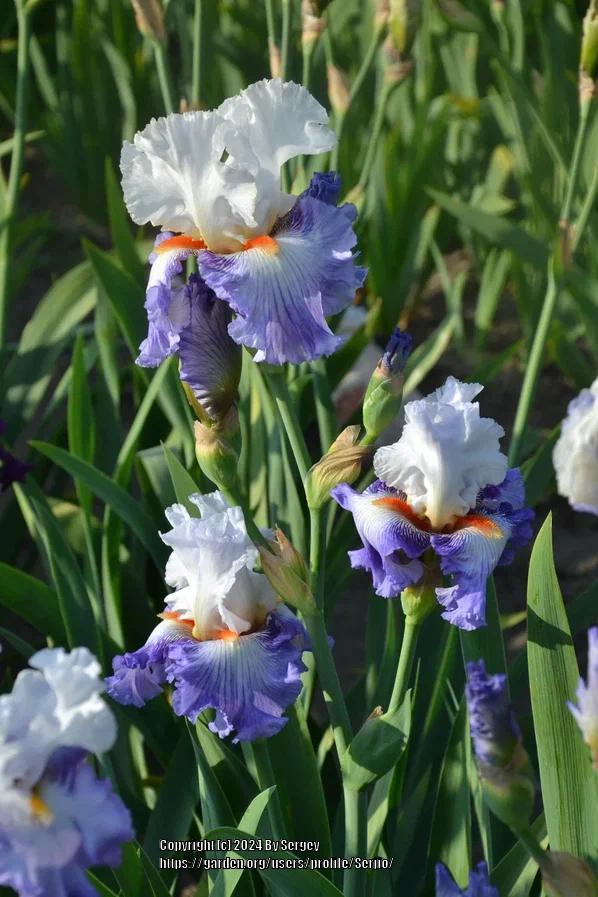 Photo of Tall Bearded Iris (Iris 'Guardian's Fire') uploaded by Serjio