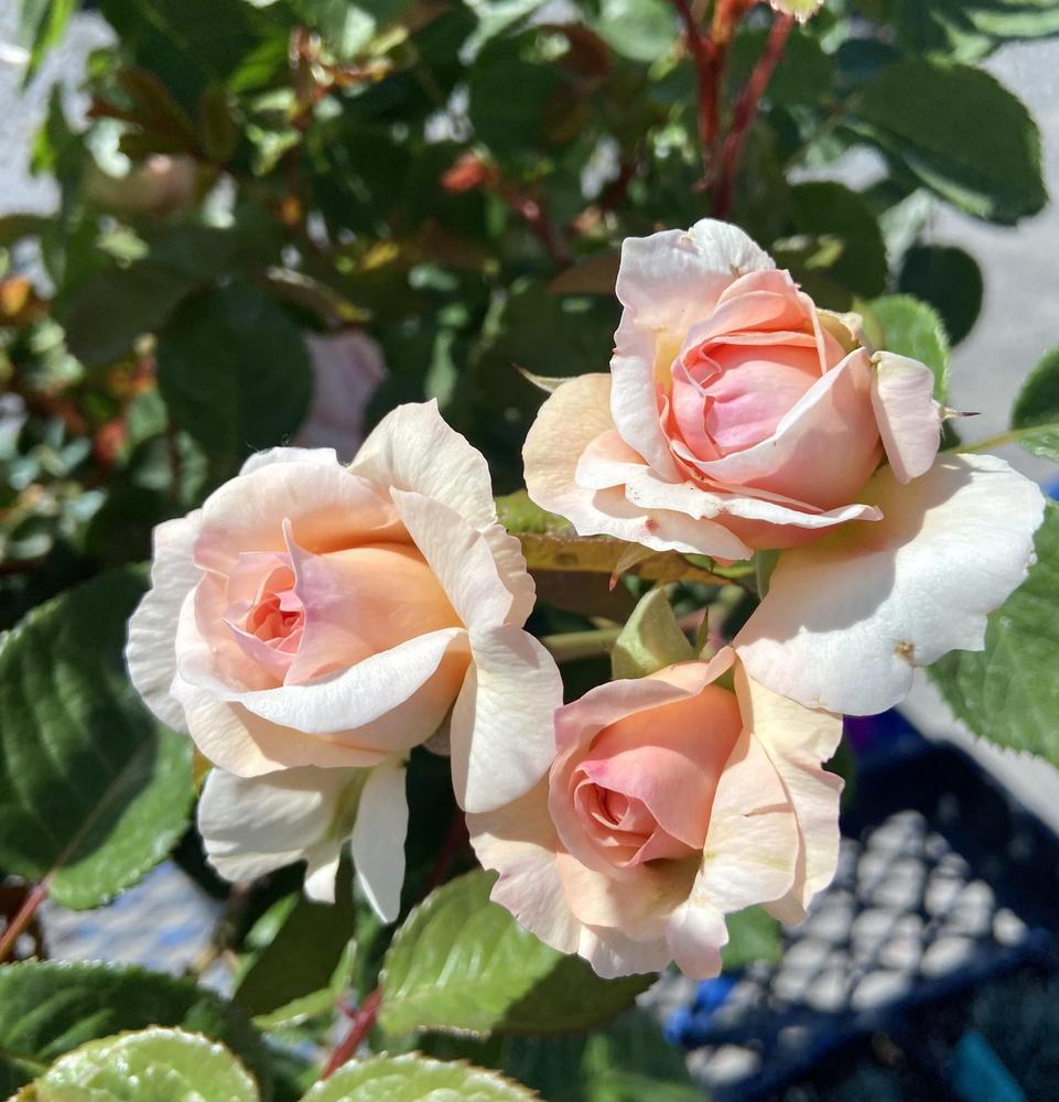 Photo of Rose (Rosa 'Emily Bronte') uploaded by Calif_Sue