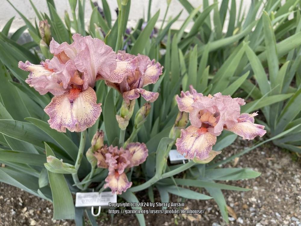 Photo of Intermediate Bearded Iris (Iris 'Hauntingly Familiar') uploaded by Henhouse