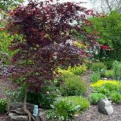 Japanese Maple that was planted on a large rock (2017)