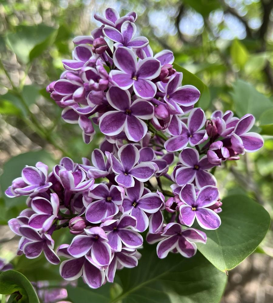 Photo of Common Lilac (Syringa vulgaris 'Sensation') uploaded by bxncbx