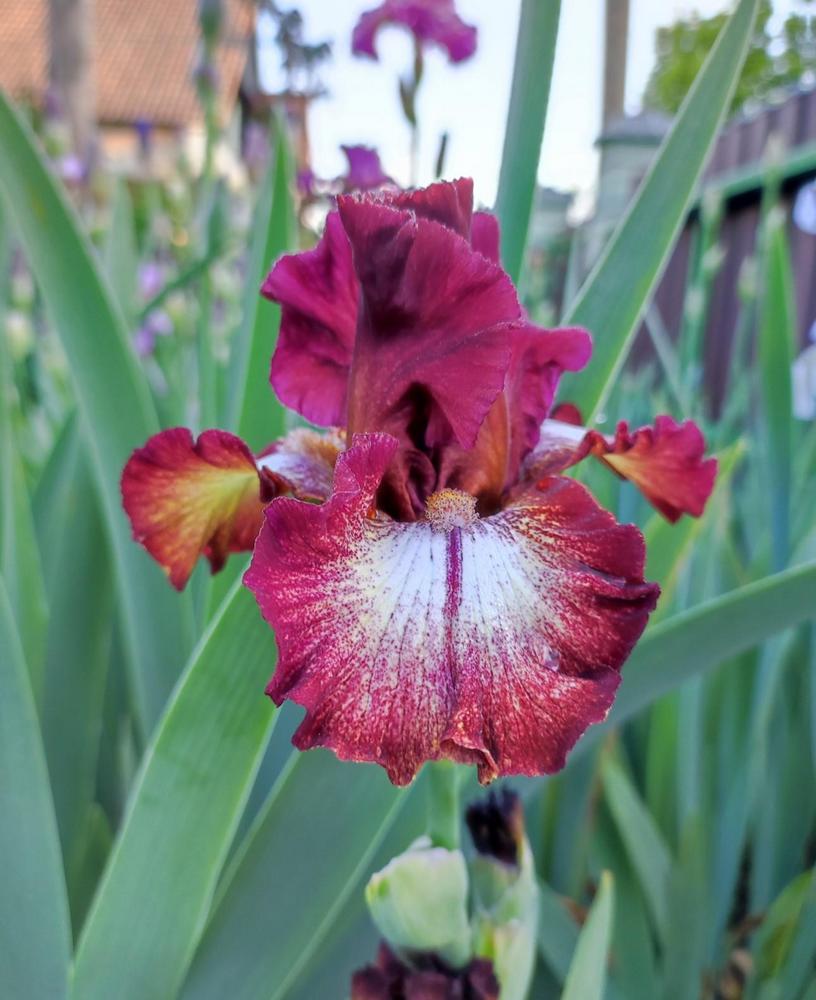 Photo of Tall Bearded Iris (Iris 'Spice Lord') uploaded by JozicaPL