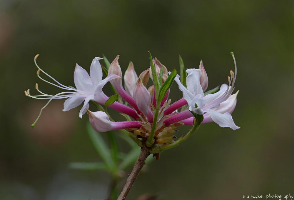 Photo of Piedmont Azalea (Rhododendron canescens 'Varnadoe Phlox Pink') uploaded by drirastucker