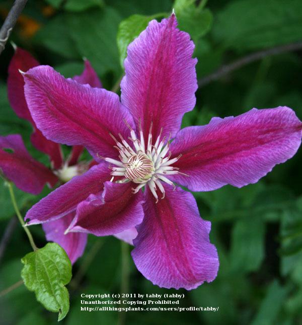 Photo of Clematis 'Dr. Ruppel' uploaded by tabby