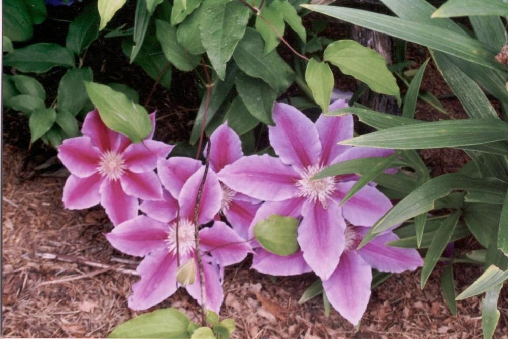 Photo of Clematis 'Dr. Ruppel' uploaded by 4susiesjoy