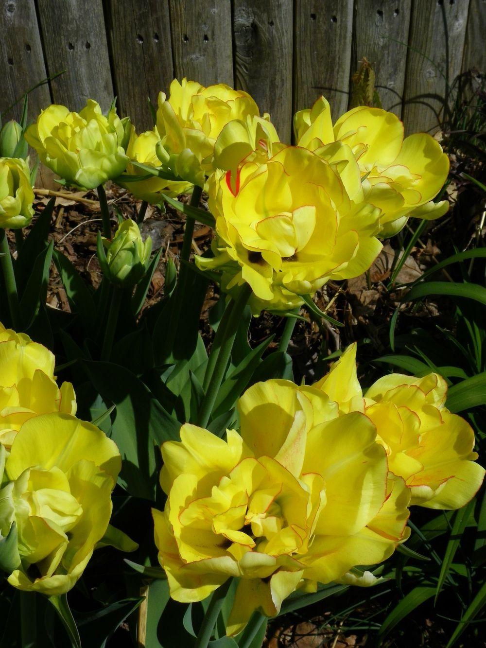 Photo of Tulip (Tulipa 'Akebono') uploaded by Newyorkrita