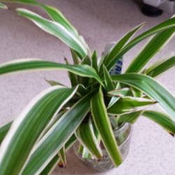 Location: JBsPlants at Roblyn Farm, New Jersey
Date: 2014-08-23
Ocean Plantlet - 2004 release. Shorter broader leaves and brighte