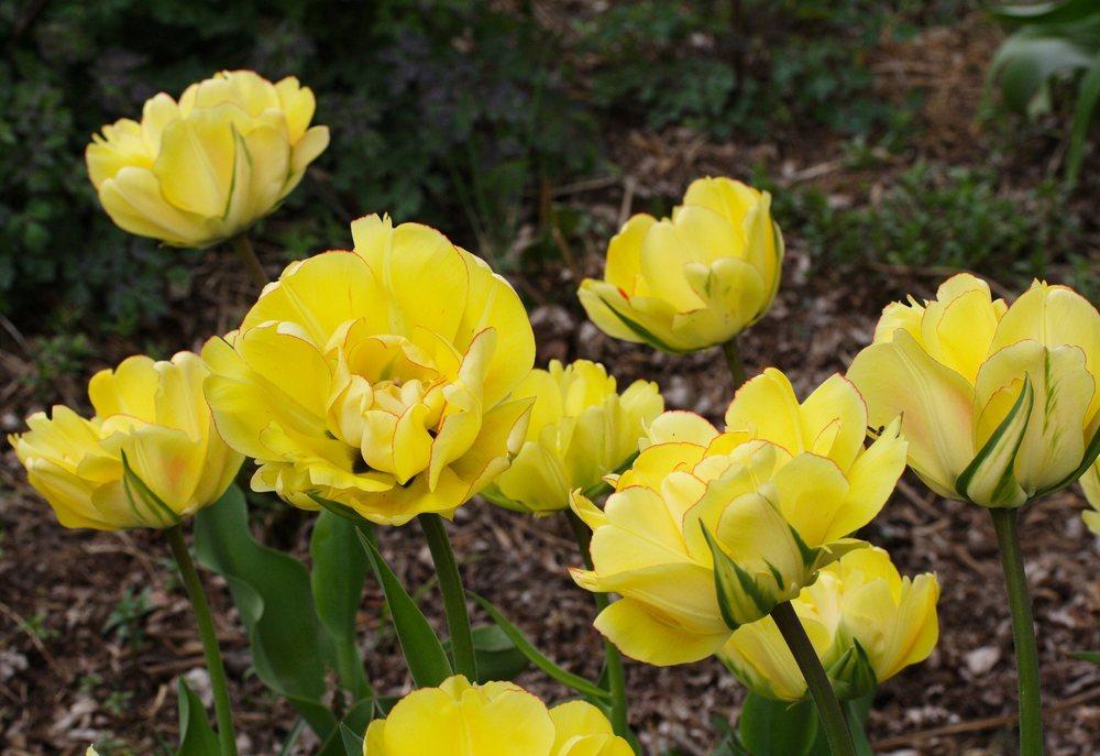 Photo of Tulip (Tulipa 'Akebono') uploaded by DianeSeeds
