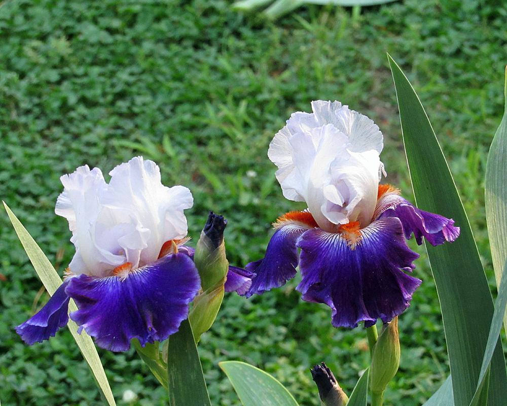 Photo of Tall Bearded Iris (Iris 'Long Ways Away') uploaded by Lestv