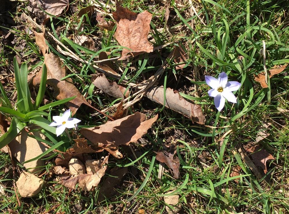 Photo of Spring Starflower (Ipheion uniflorum 'Wisley Blue') uploaded by Lakeside