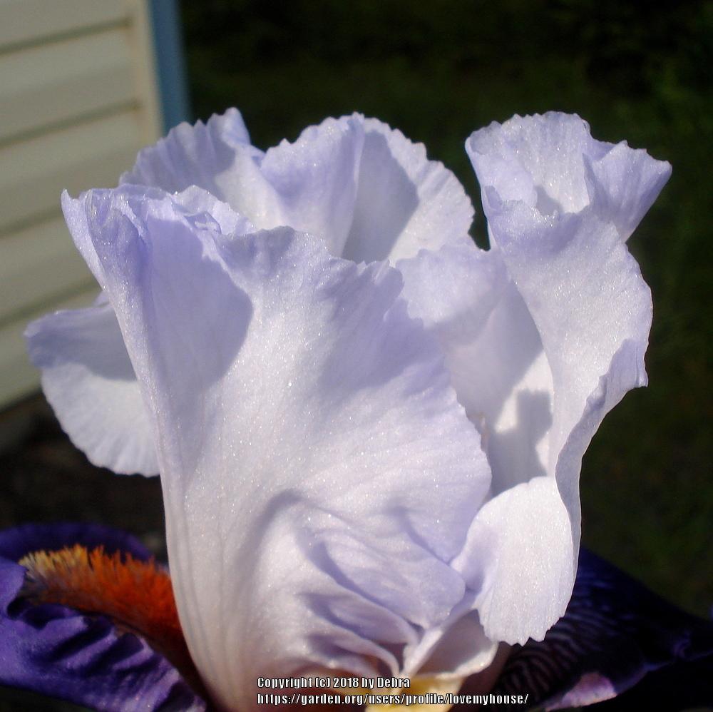 Photo of Tall Bearded Iris (Iris 'Long Ways Away') uploaded by lovemyhouse