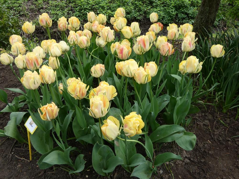 Photo of Tulip (Tulipa 'Akebono') uploaded by mellielong