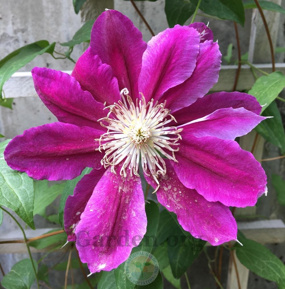 Photo of Clematis 'Dr. Ruppel' uploaded by BlueOddish
