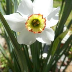 Location: Dawsonville, GA
Date: 2021-04-15
Poet's daffodil blooming after other daffodils are fading
