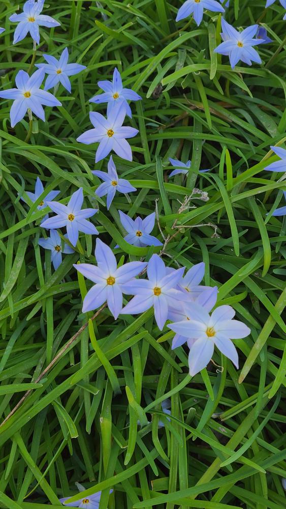 Photo of Spring Starflower (Ipheion uniflorum 'Wisley Blue') uploaded by LoriMT