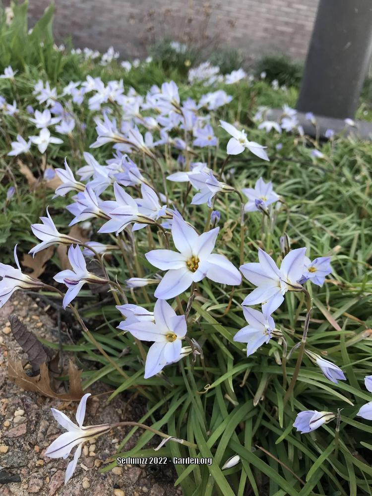 Photo of Spring Starflower (Ipheion uniflorum 'Wisley Blue') uploaded by sedumzz