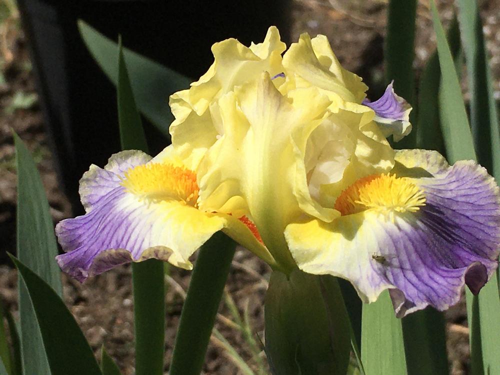 Photo of Standard Dwarf Bearded Iris (Iris 'I'm in Love') uploaded by Neela