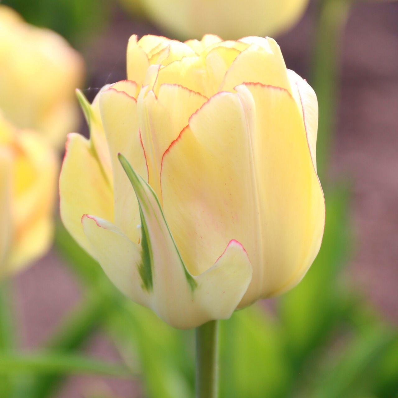 Photo of Tulip (Tulipa 'Akebono') uploaded by Joy