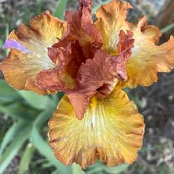 Location: Wilhoit, AZ
Date: April 2024
Harmonic Elegance at Bloomer-Rang Iris Farm