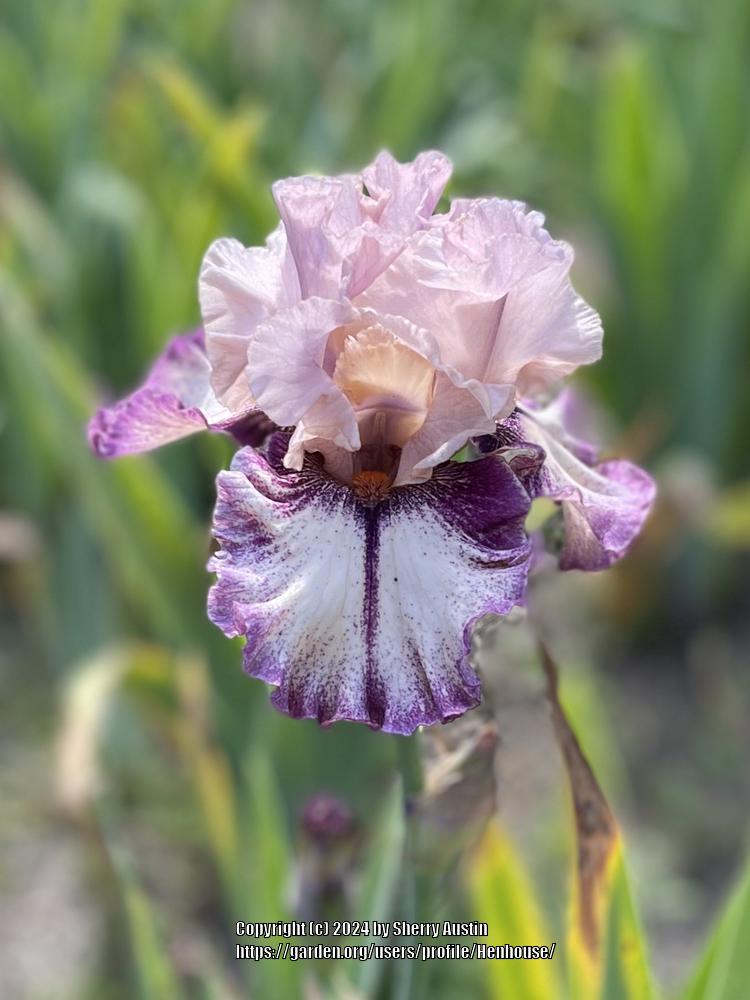 Photo of Tall Bearded Iris (Iris 'Morning Minuet') uploaded by Henhouse