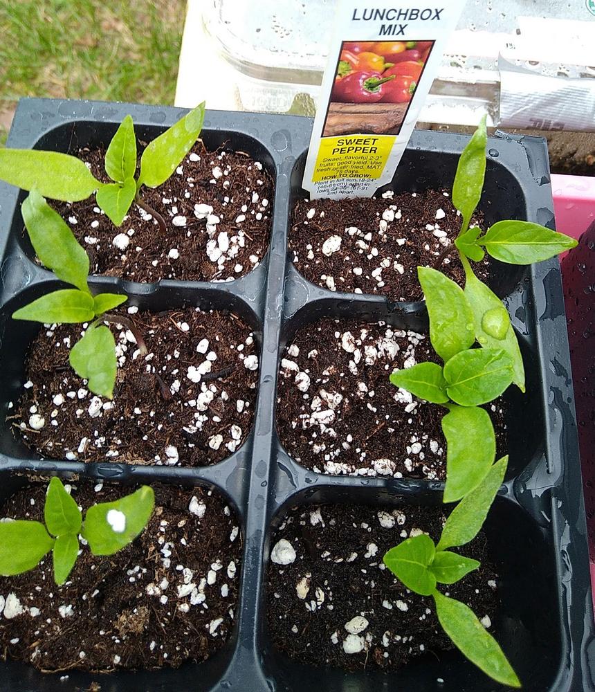 Photo of Sweet Pepper (Capsicum annuum 'Lunchbox Yellow') uploaded by adknative