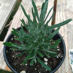 Location: Eagle Bay, New York
Date: 2024-04-28
Lavender (Lavandula x intermedia Phenomenal™)  young plant