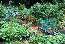 Garden Designes on All About Gardening And Nature  Vegetable Garden Design